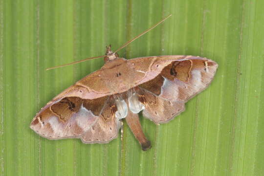 Image de Gigia obliqua Walker 1865