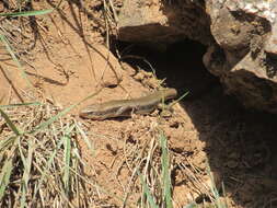 Plestiodon skiltonianus utahensis (Tanner 1957) resmi