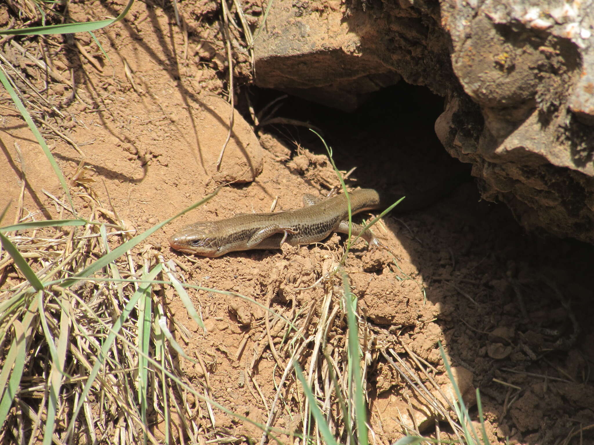 Image of Plestiodon skiltonianus utahensis (Tanner 1957)