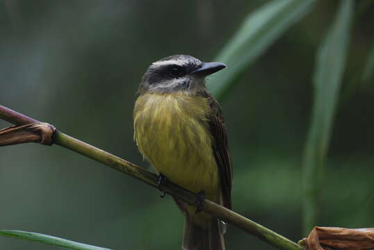 Image of Golden-crowned Flycatcher