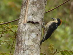 Слика од Melanerpes pulcher Sclater & PL 1870