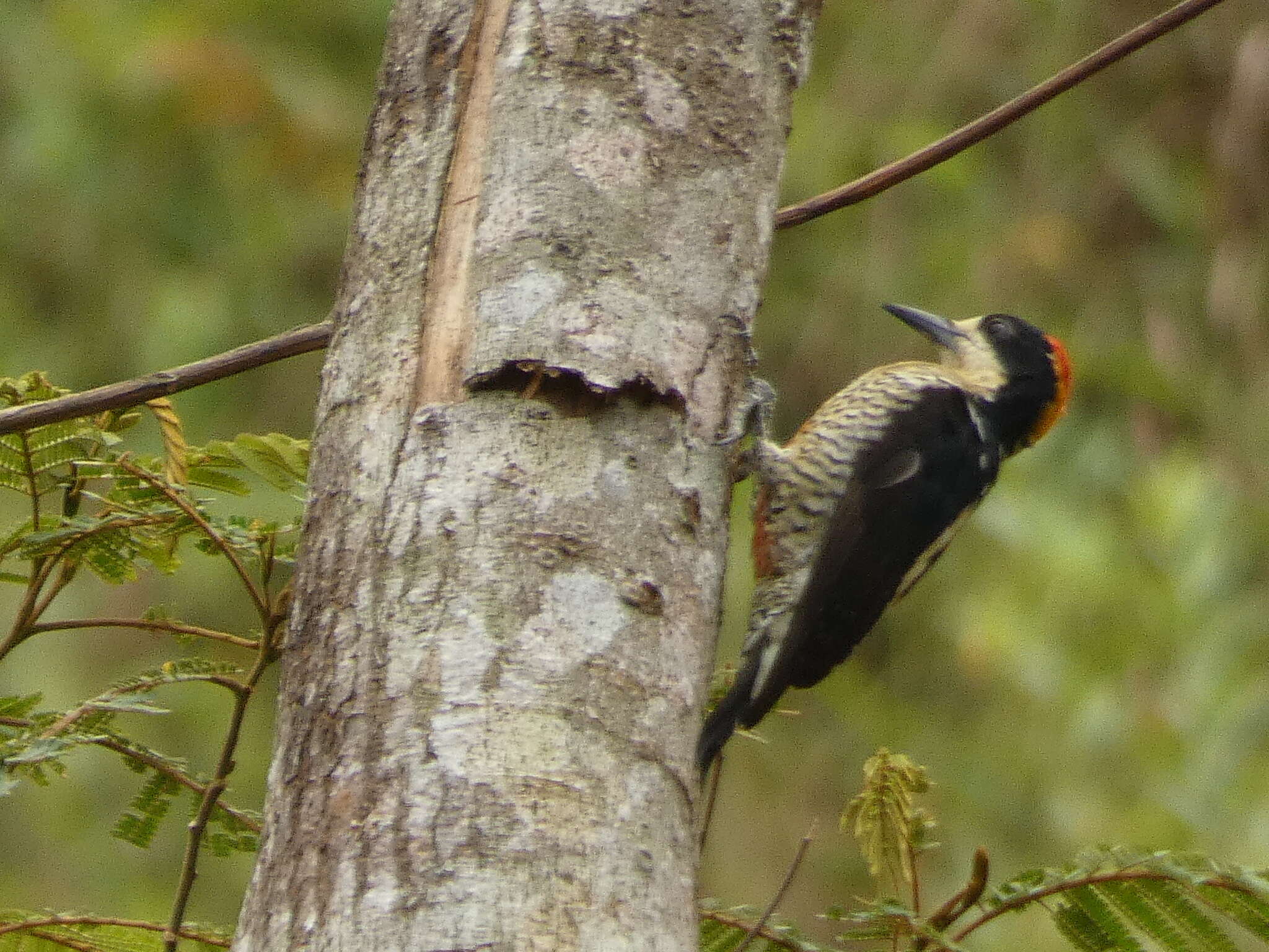 Слика од Melanerpes pulcher Sclater & PL 1870