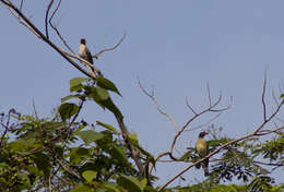 Image of Green Figbird