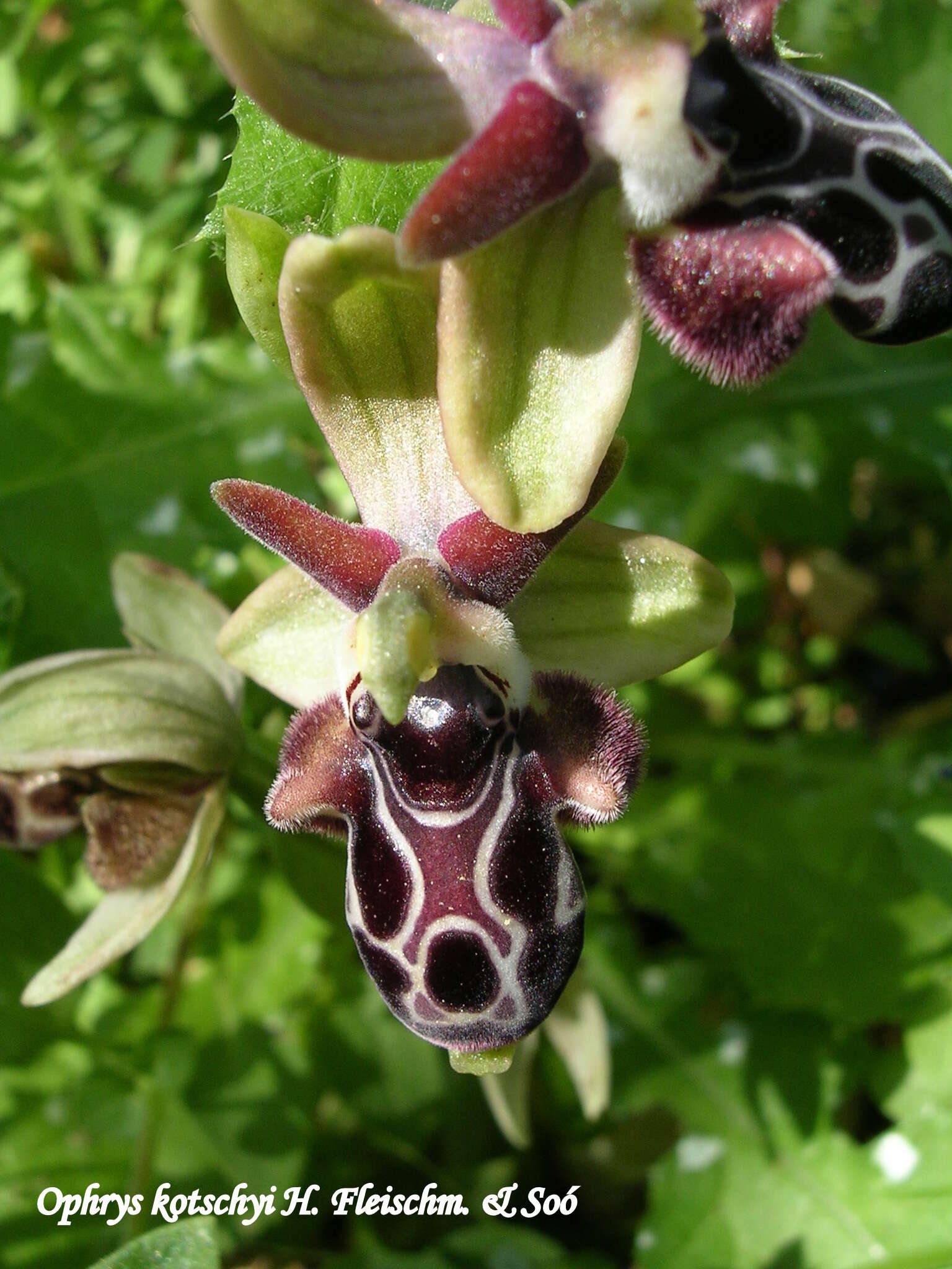 Image of Kotschy's Ophrys