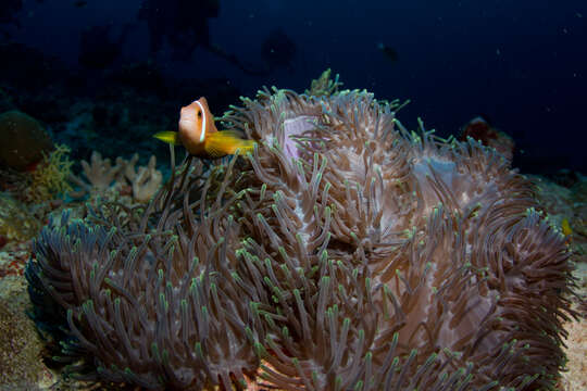 Image of Maldive anemonefish