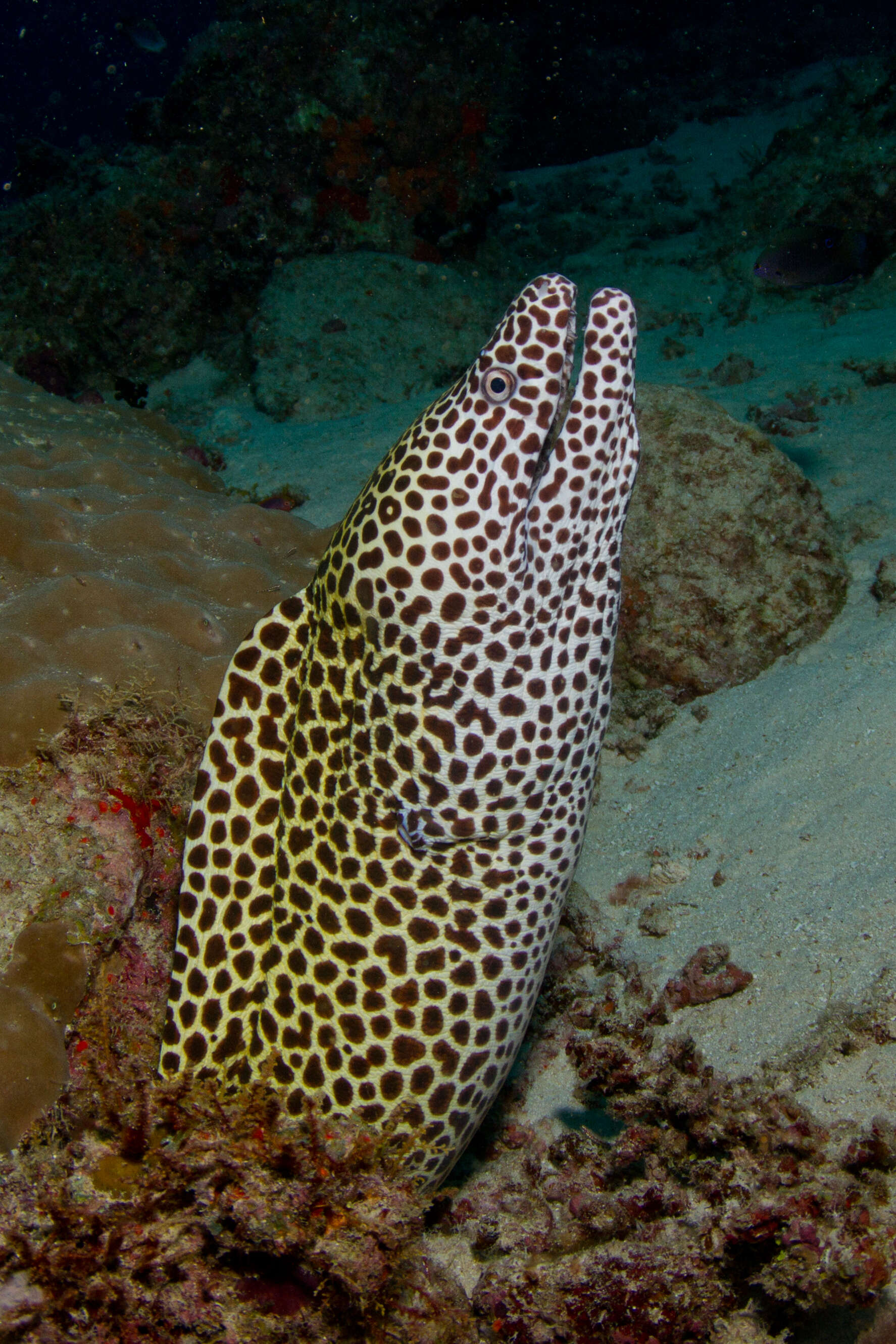 Image of honeycomb moray