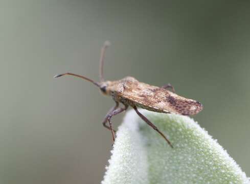 Image of Cysteochila delineata (Distant 1909)