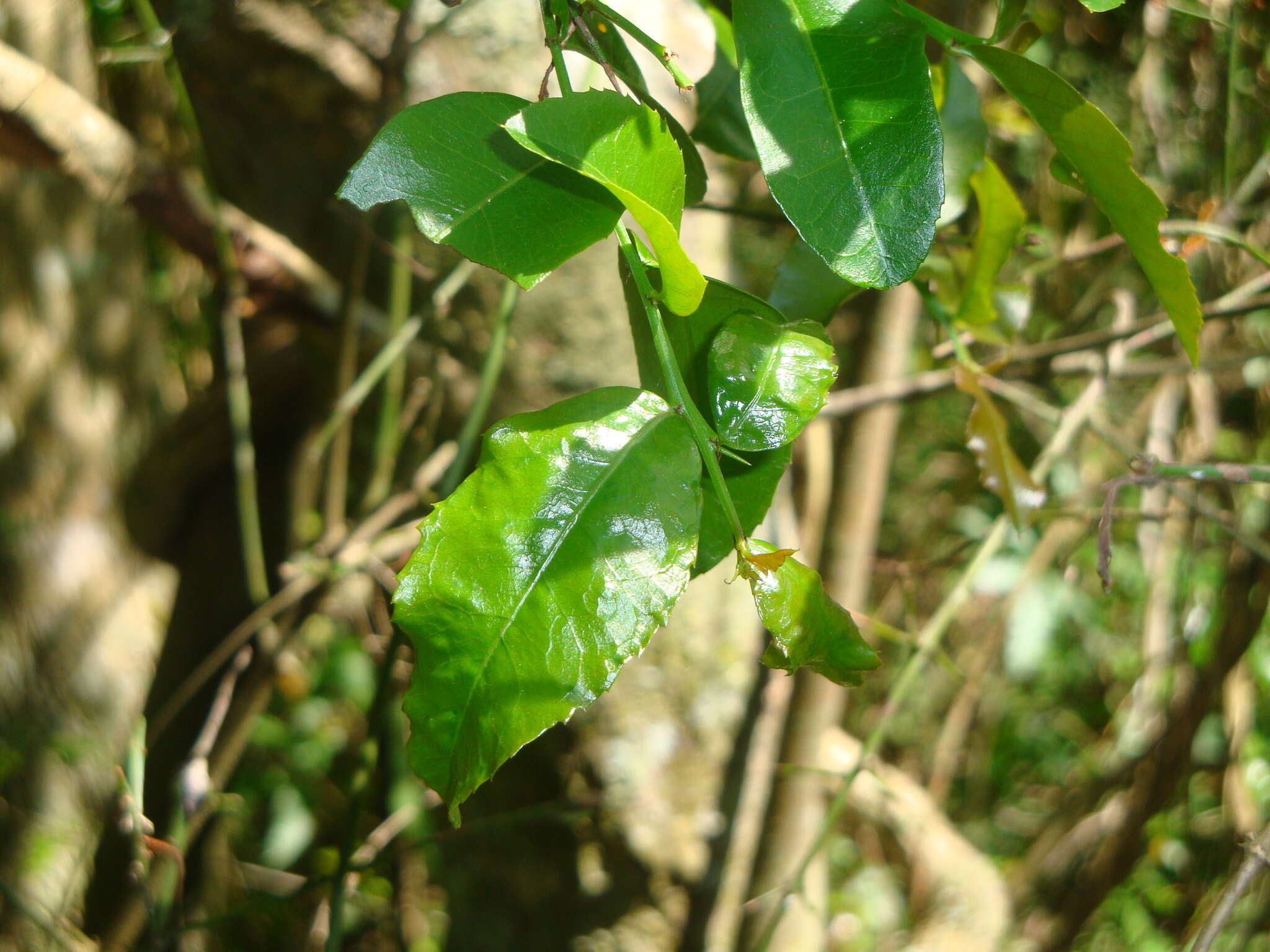 صورة Scutia buxifolia Reiss.