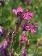 Image of Silene palaestina Boiss.