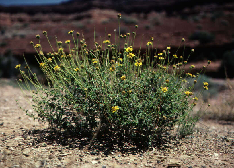 Sivun Encelia resinifera C. Clark kuva