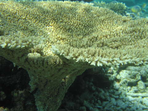 Sivun Acropora cytherea (Dana 1846) kuva