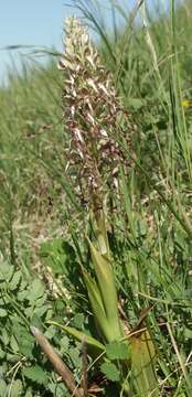 Image of Lizard orchid