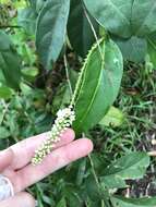 Citharexylum caudatum L.的圖片