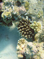 Image of Finger Coral