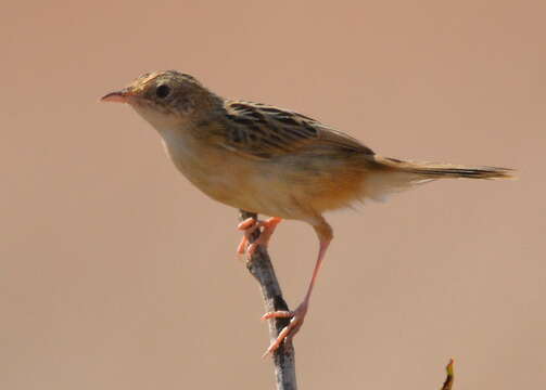 Cisticola chiniana chiniana (Smith & A 1843) resmi