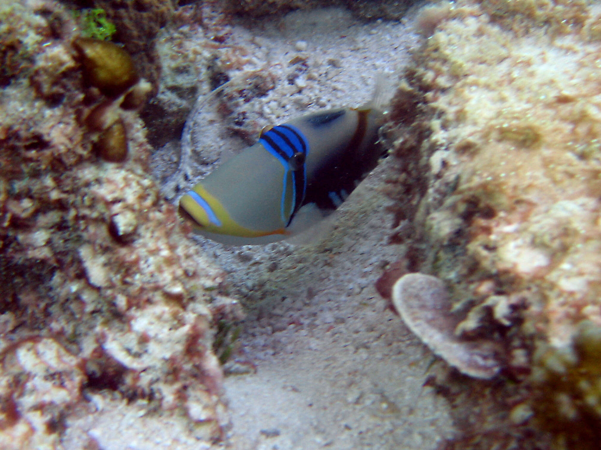 Image of Lagoon triggerfish