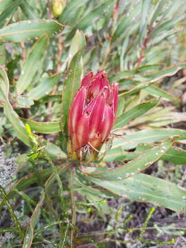 Image de Protea burchellii Stapf