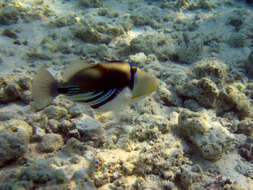 Image of Lagoon triggerfish