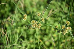 Image of woodrush flatsedge