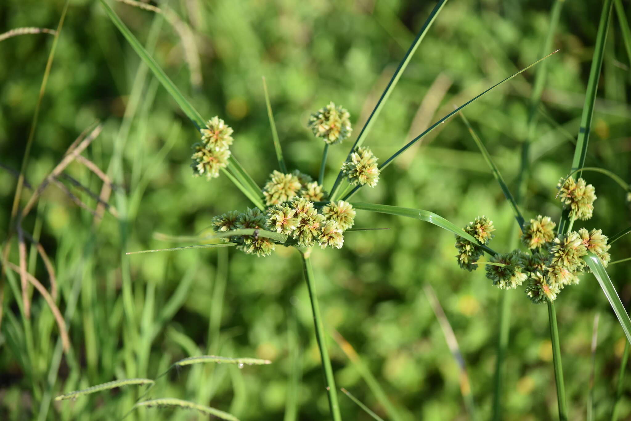 Image of woodrush flatsedge