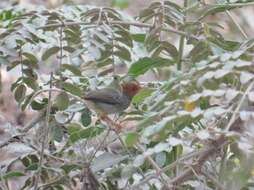 Image of Olive-backed Tailorbird