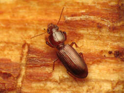 Image of Clivina (Paraclivina) ferrea Le Conte 1857