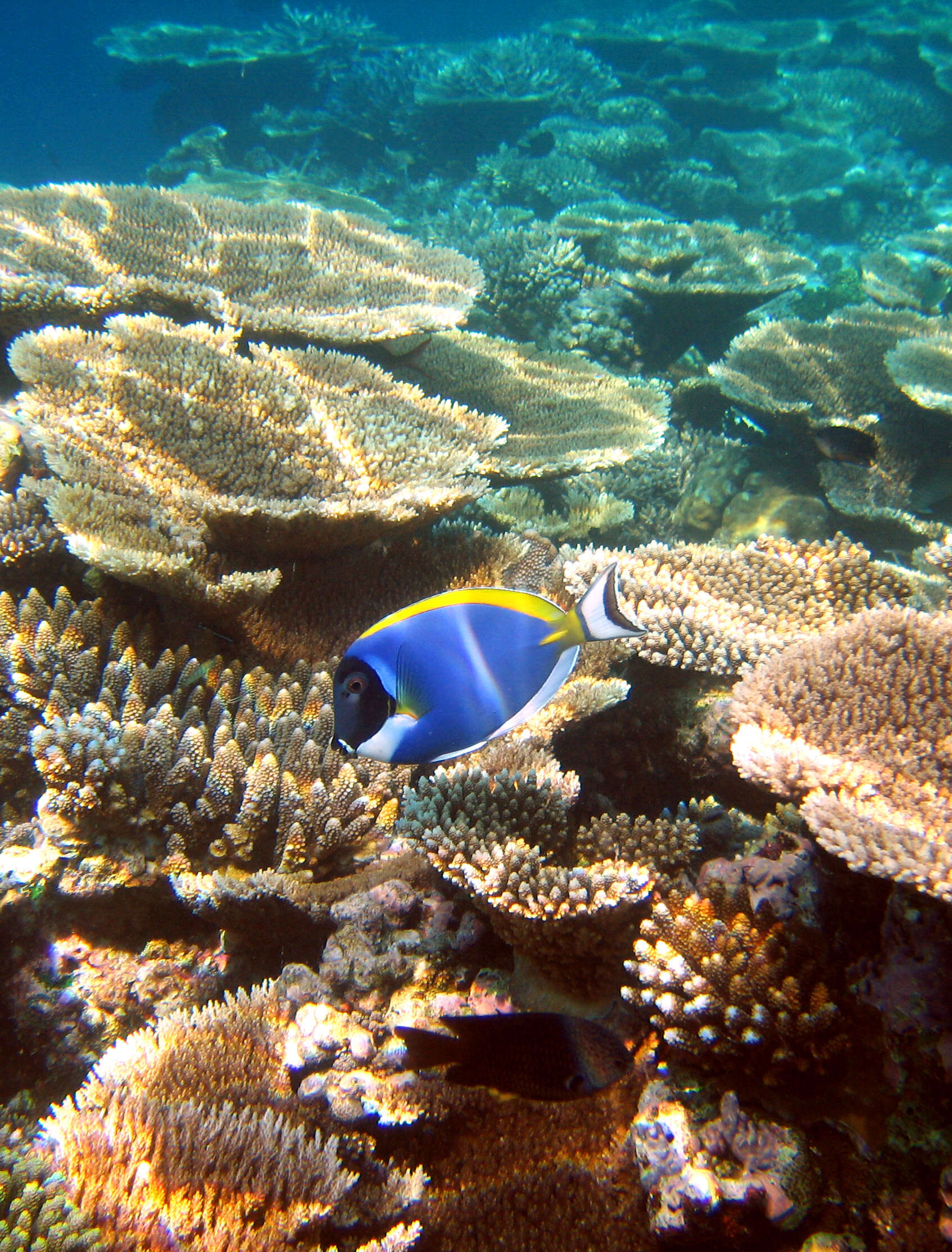 Image of Blue Surgeonfish