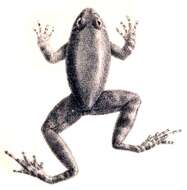 Image of Balu Oriental Frog