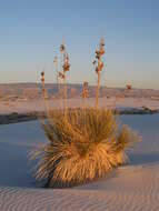 Image of soaptree yucca