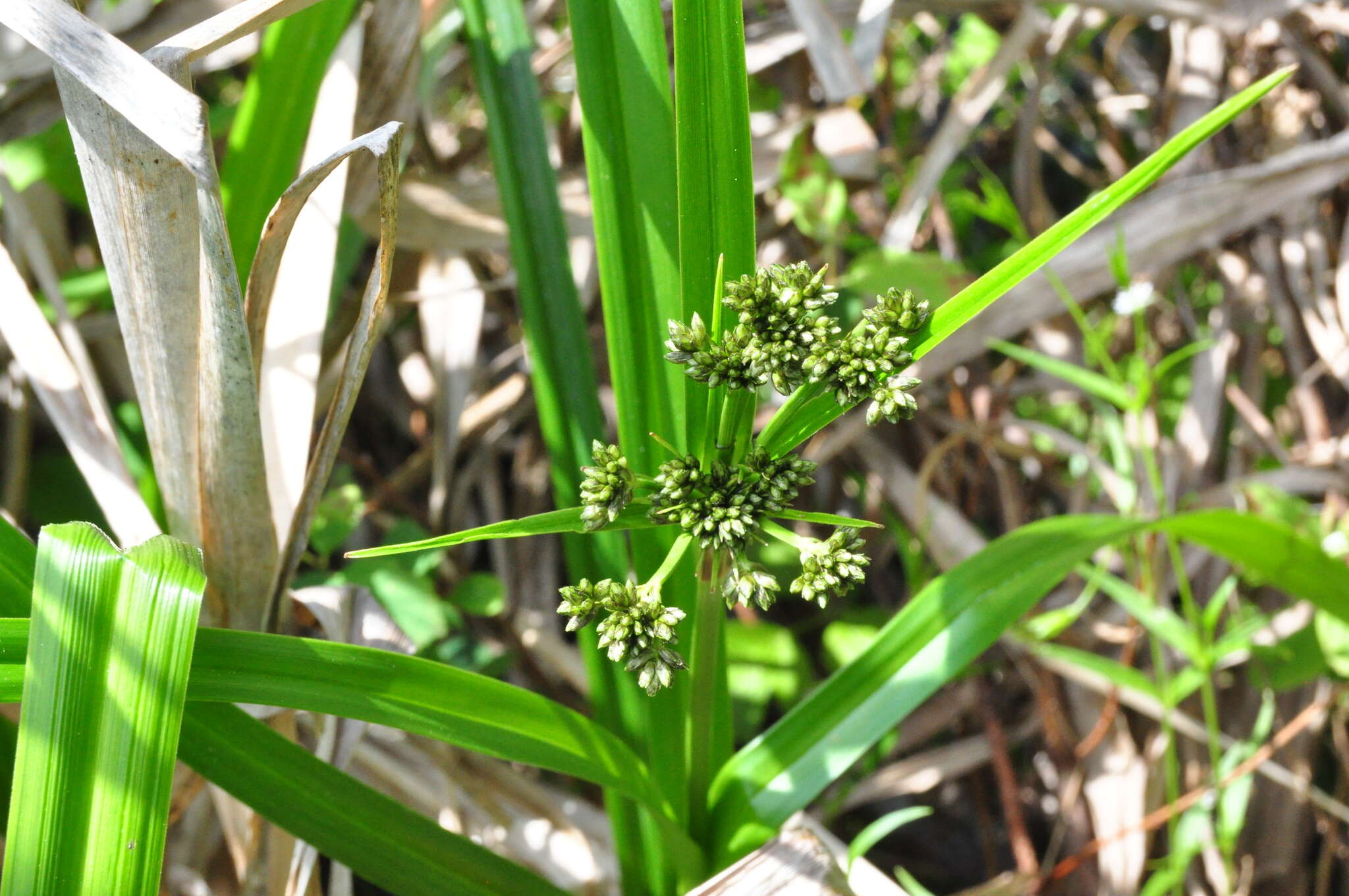 Image of panicled bulrush