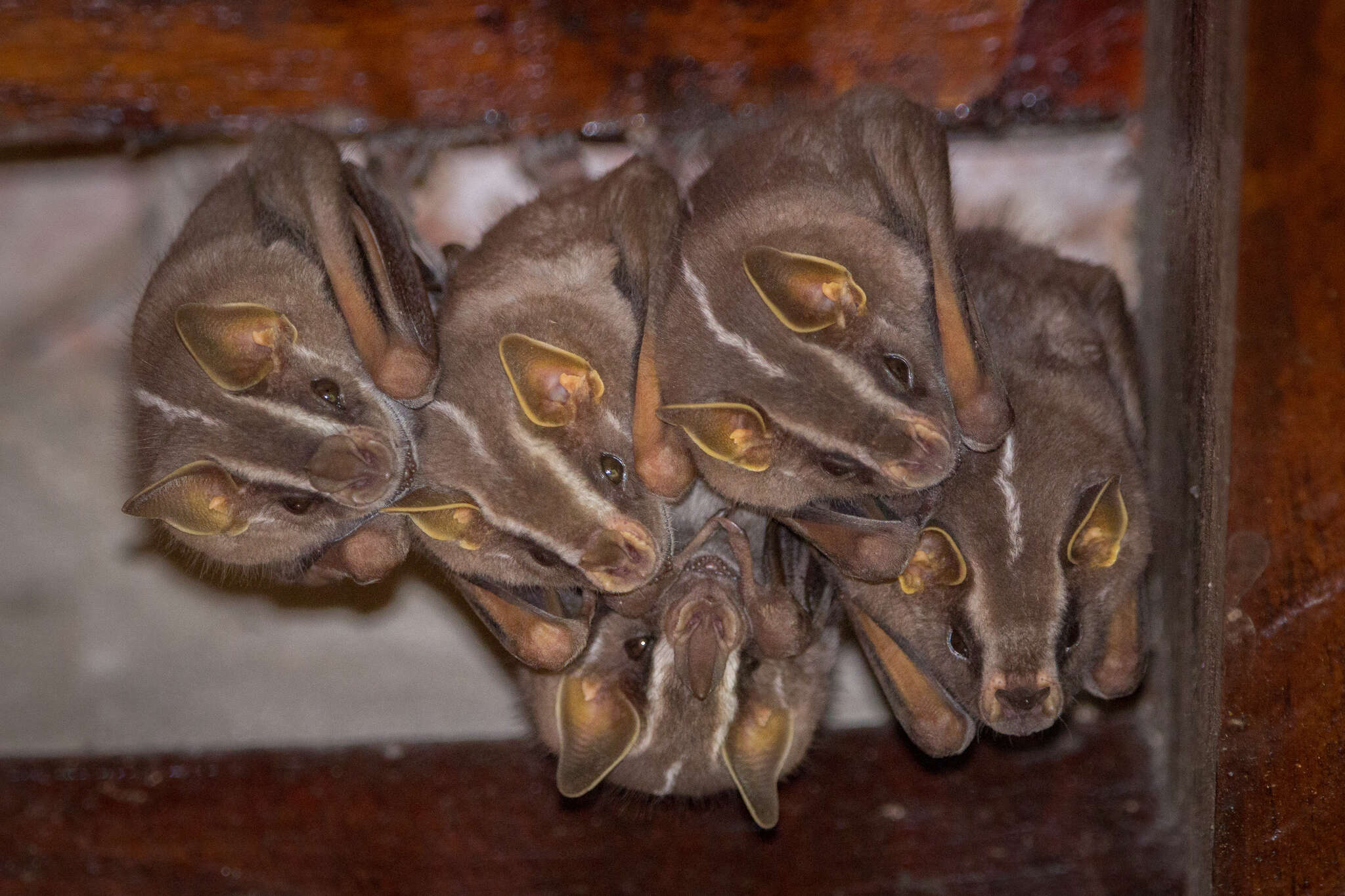 Image of white-lined broad-nosed bat