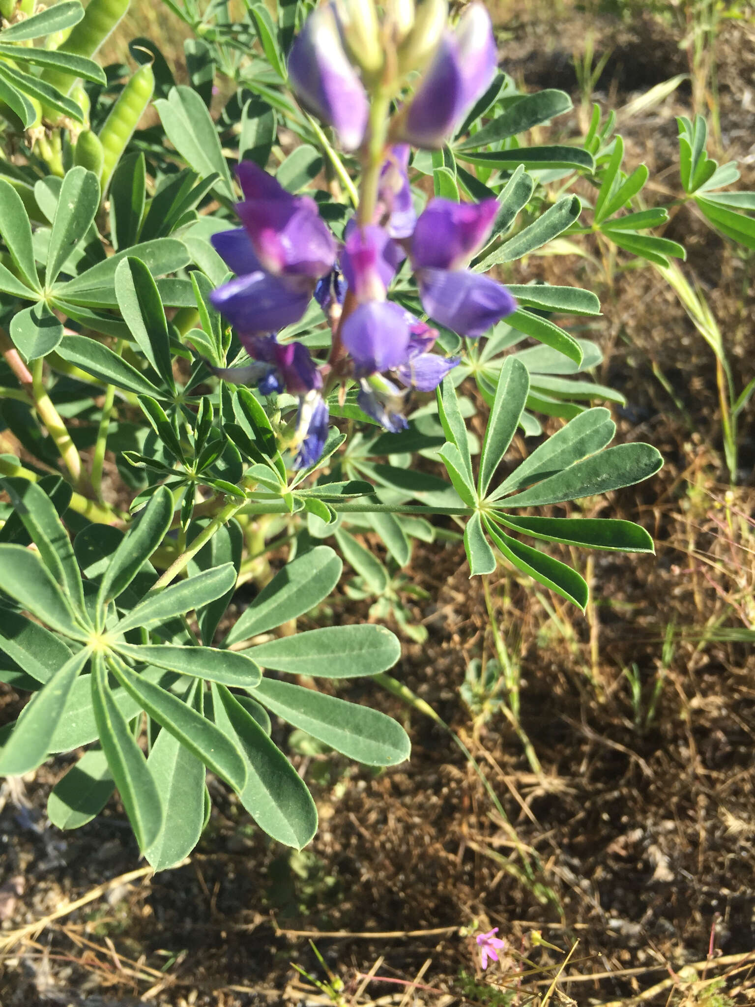 Image of hollowleaf annual lupine