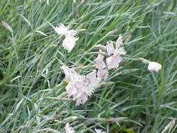 Image of feathered pink