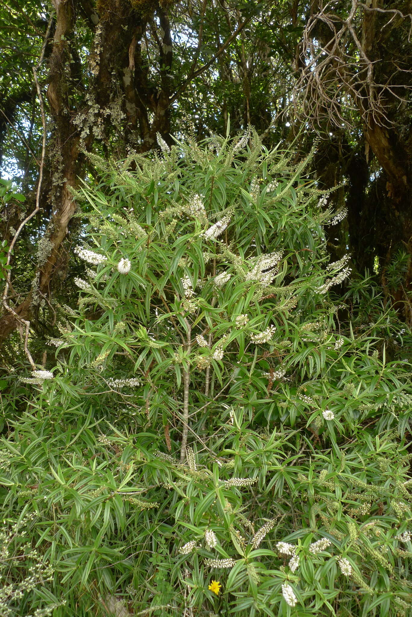 Image of Veronica corriganii (Carse) Garn.-Jones