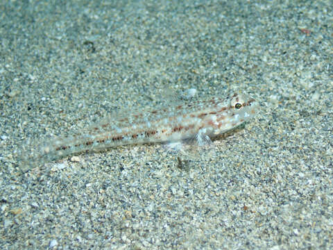 Image of Slender Goby