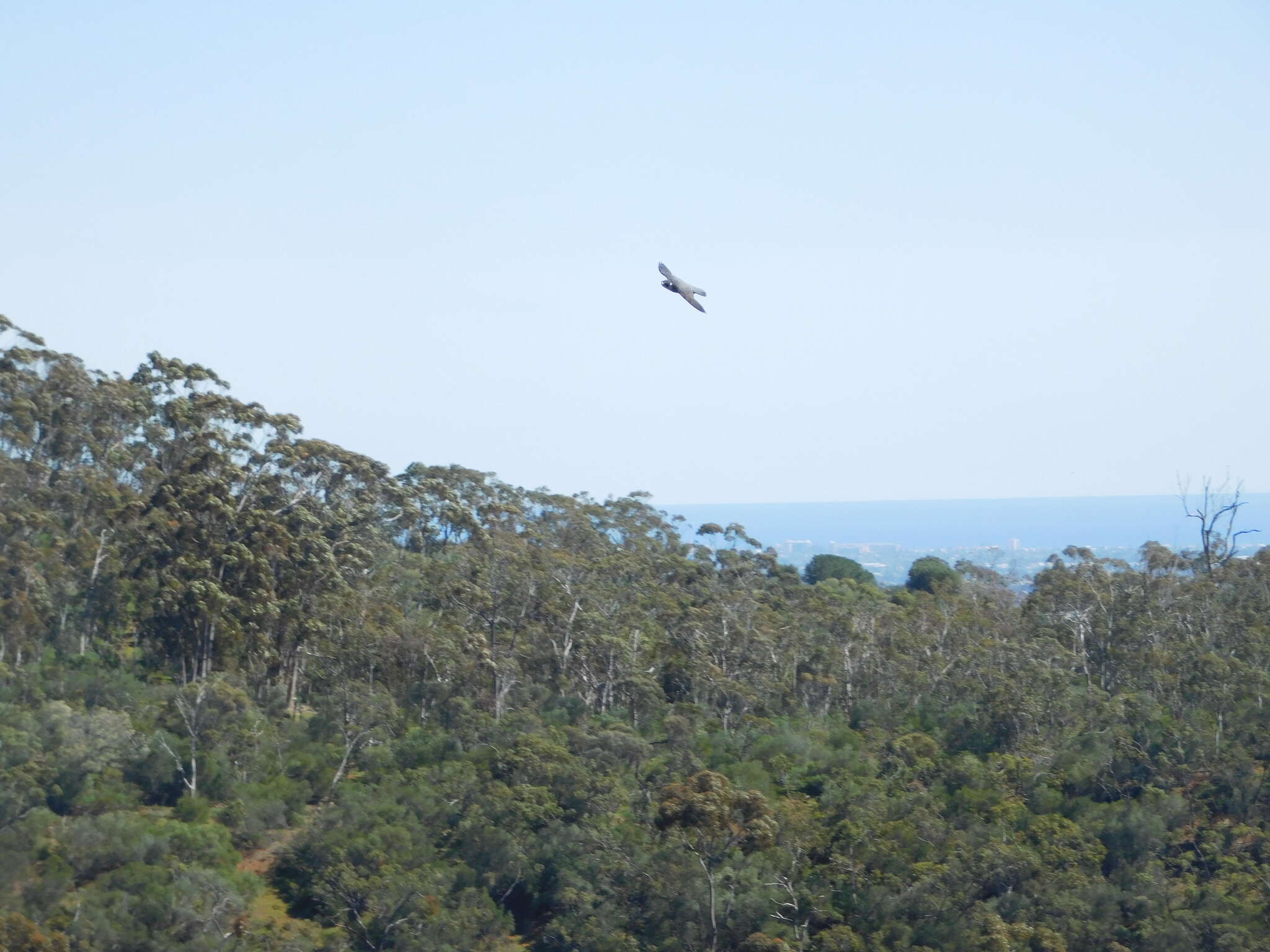 Image of Falco peregrinus macropus Swainson 1838