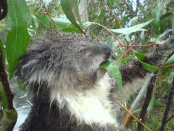 Image of koalas