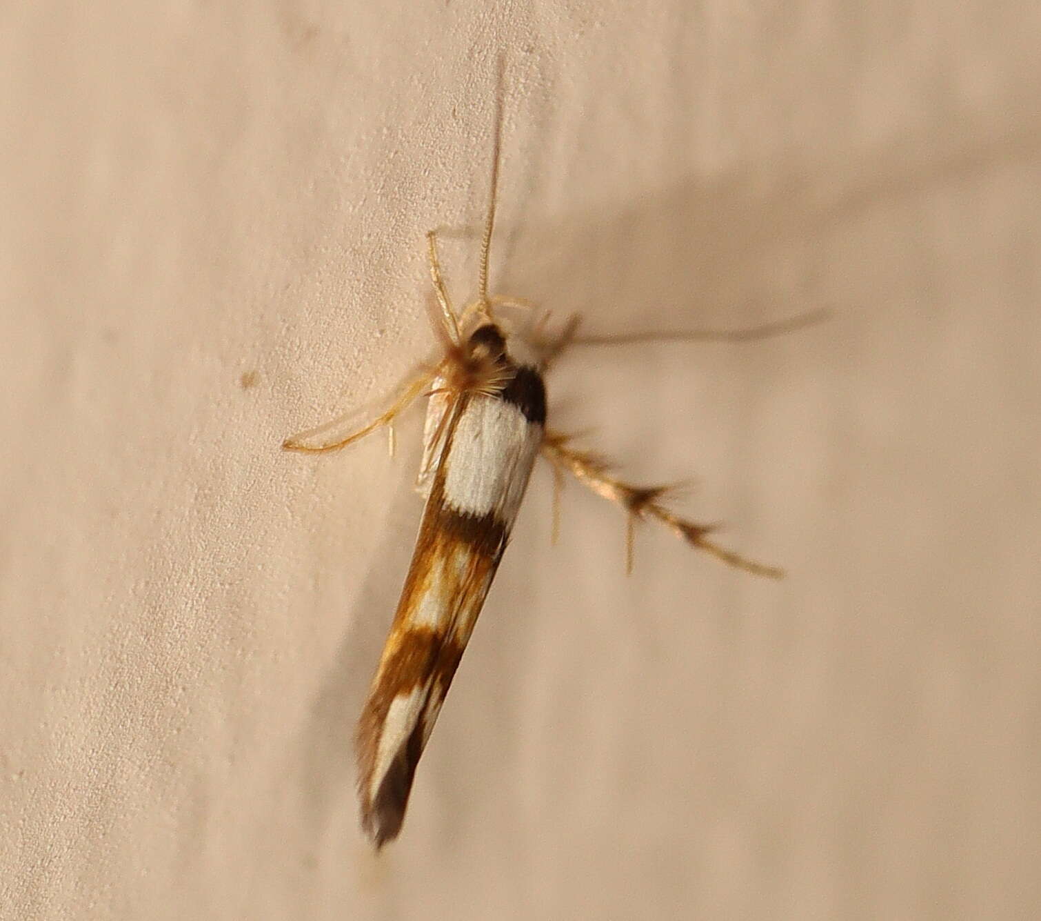 Слика од Stathmopoda tritophaea Turner 1917