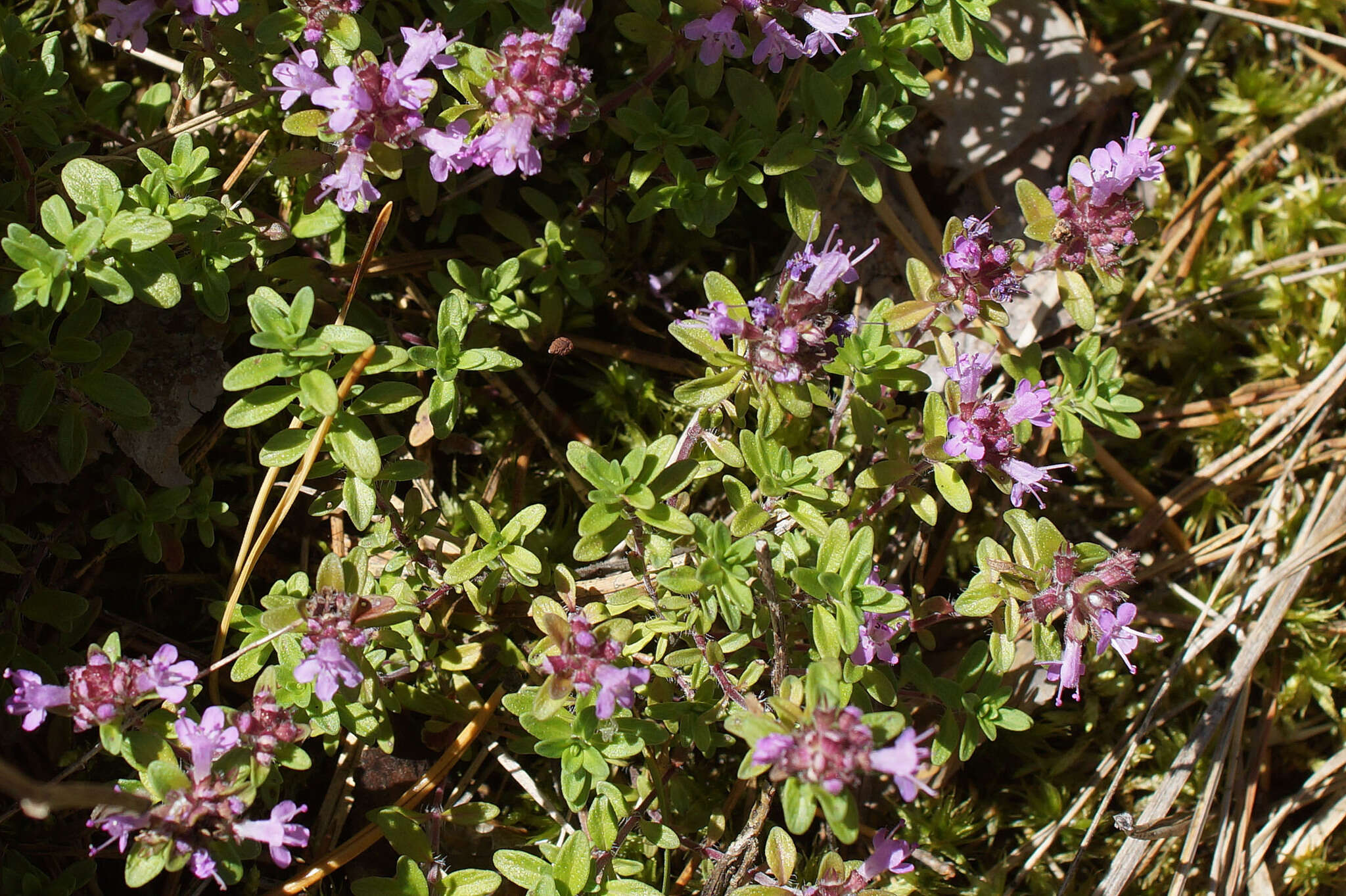 Слика од Thymus serpyllum L.