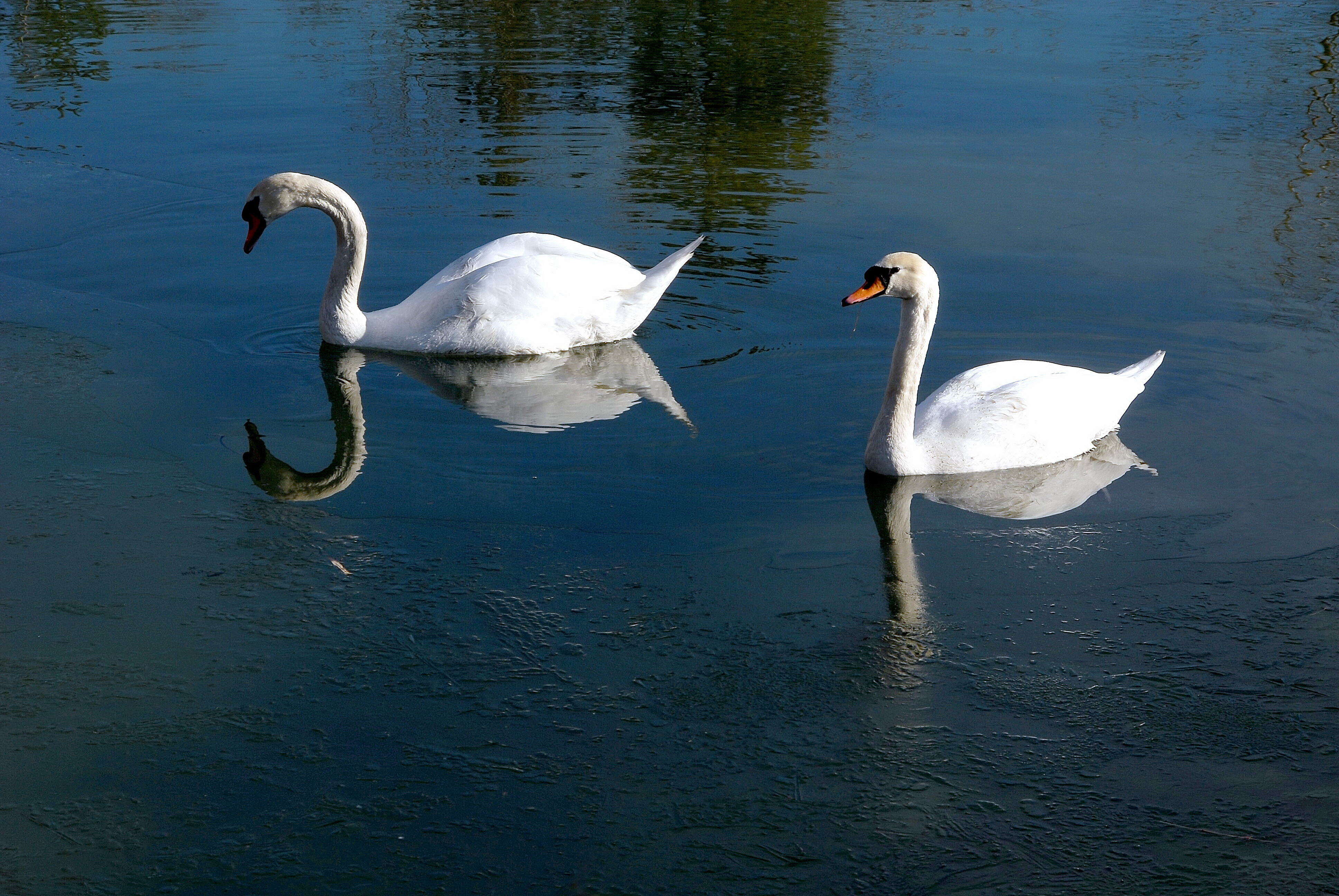 Image of Mute Swan