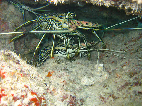 Image of Painted Spiny Lobster