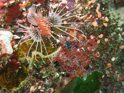 Image of Broadbarred firefish