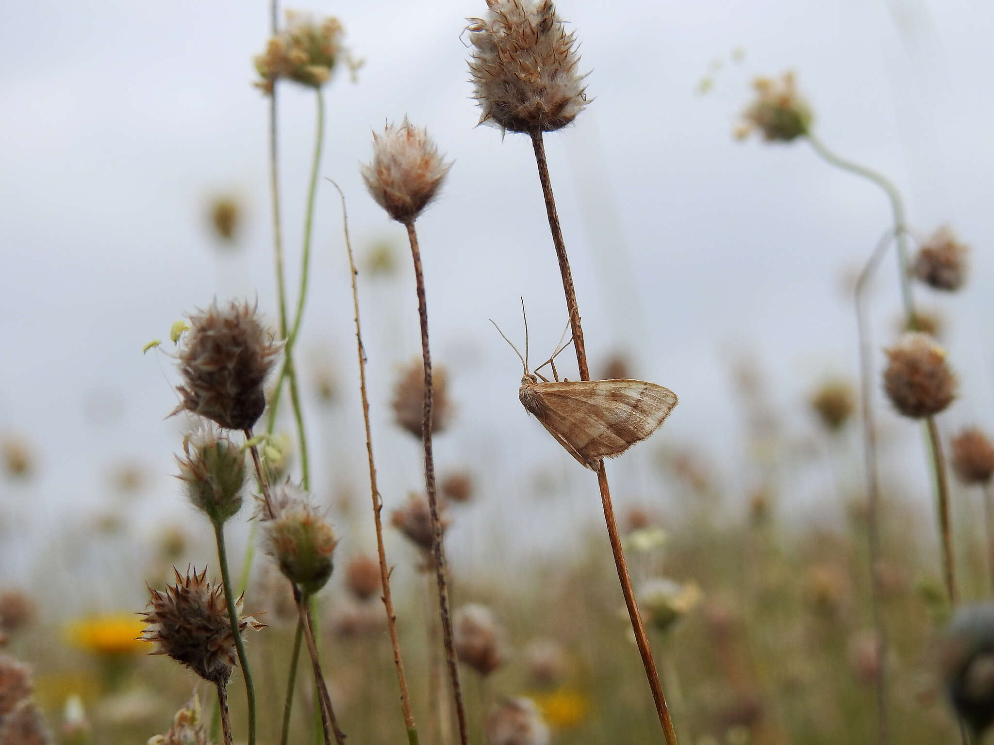 Image of Idaea circuitaria