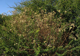 Plancia ëd Anisopappus schinzii (O. Hoffm.) Bengtson, M. Englund, Pruski & Anderb.