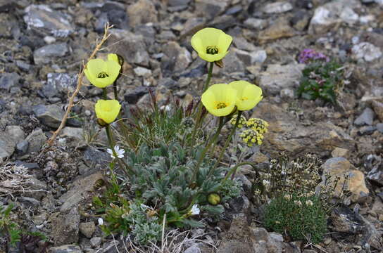 Imagem de Papaver radicatum subsp. polare Tolm.