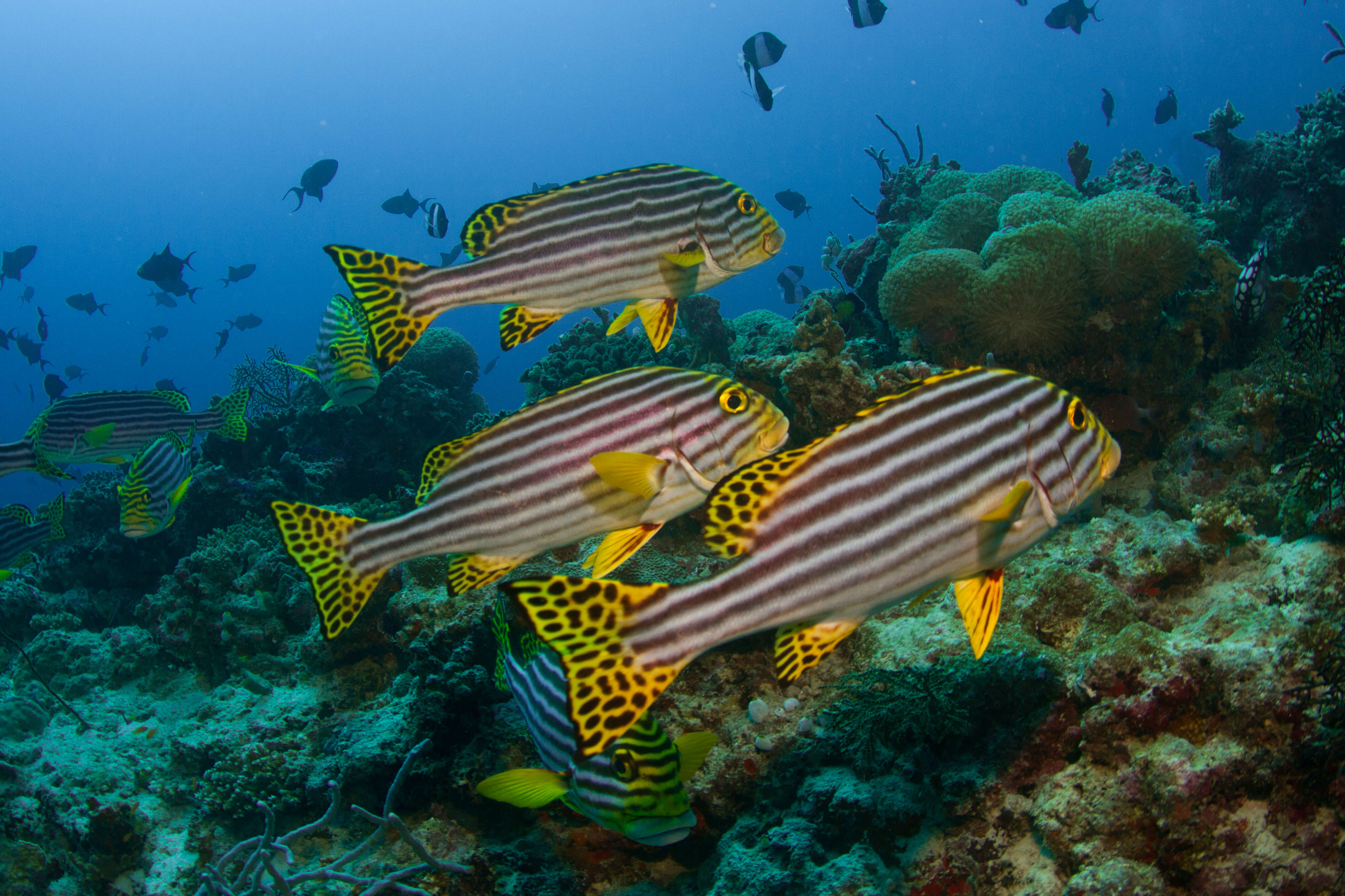 Image of Indian Ocean oriental sweetlips