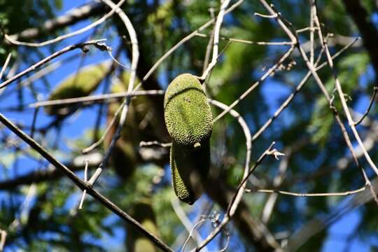 Image of Monkey comb