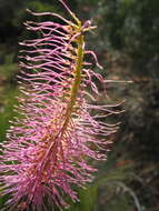 Image of Grevillea petrophiloides subsp. petrophiloides