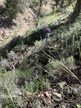 Image of low beardtongue