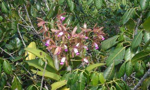 Imagem de Cattleya guttata Lindl.